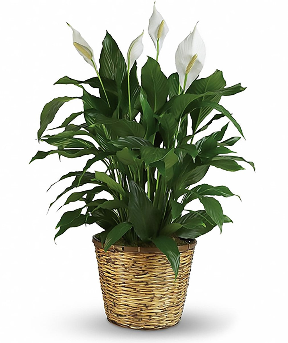 Spathiphyllum - STEPHANIE - Peace Lily