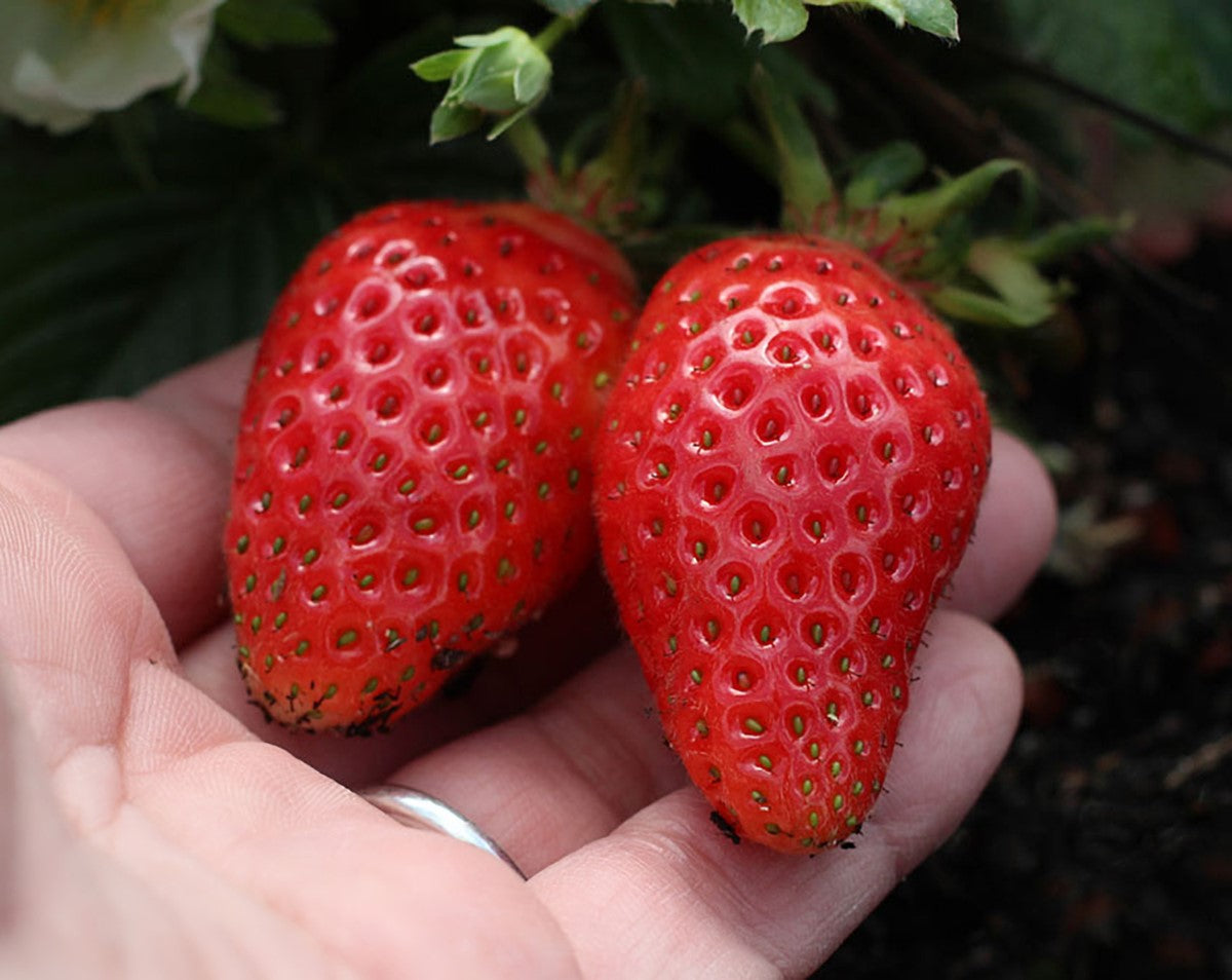 Strawberry - ELAN - Fragaria x ananassa