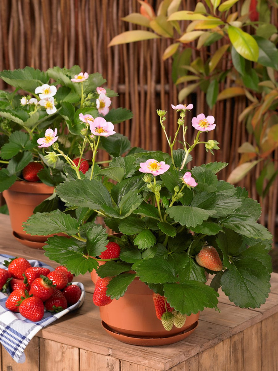 Strawberry - MERLAN - Fragaria x ananassa