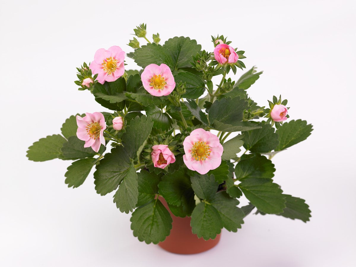 Strawberry - MERLAN - Fragaria x ananassa