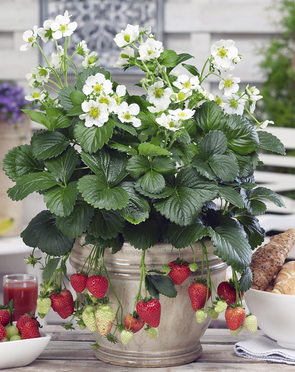 Strawberry - MONTANA - Fragaria x ananassa