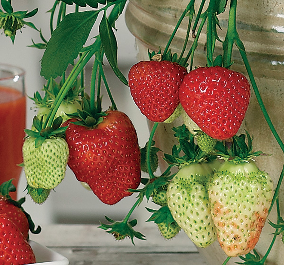 Strawberry - MONTANA - Fragaria x ananassa