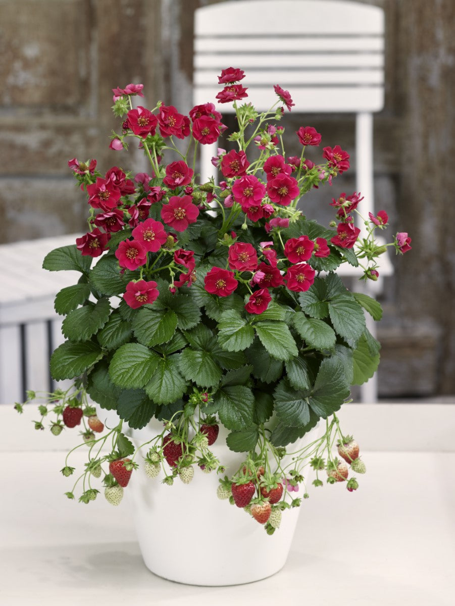 Strawberry - SUMMER BREEZE ROSE - Fragaria x ananassa