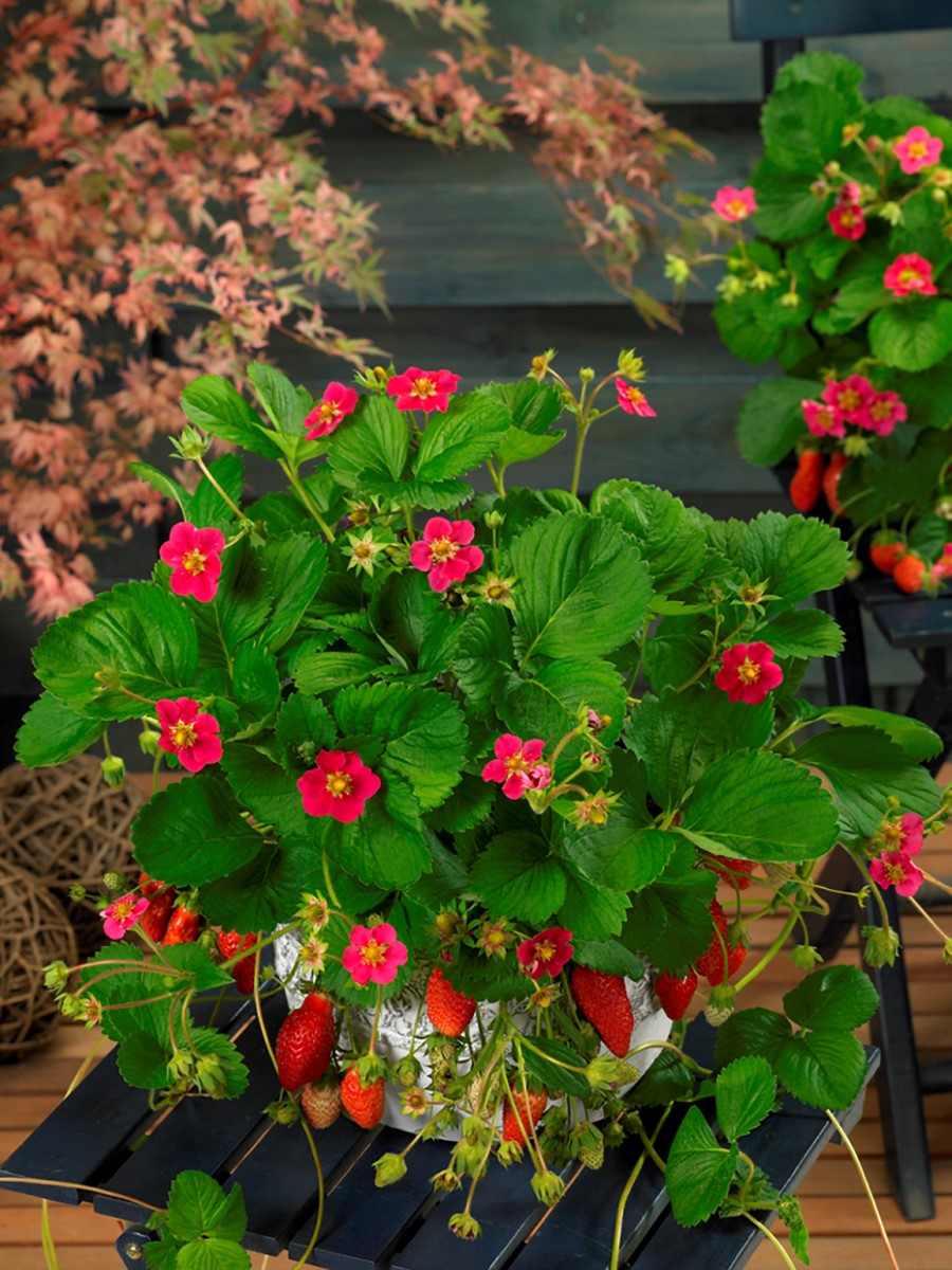 Strawberry - TARPAN - Fragaria x ananassa