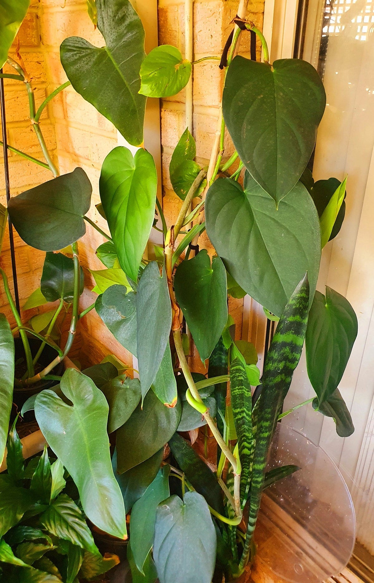 Syngonium chiapense
