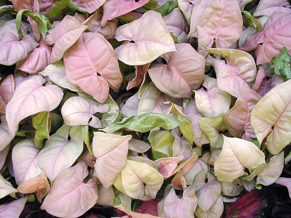 Syngonium podophyllum - NEON
