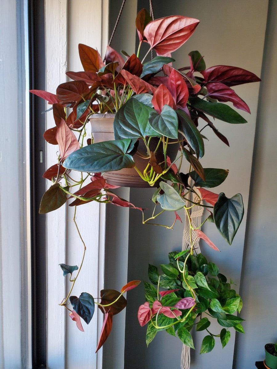Syngonium erythrophyllum - Red Arrow