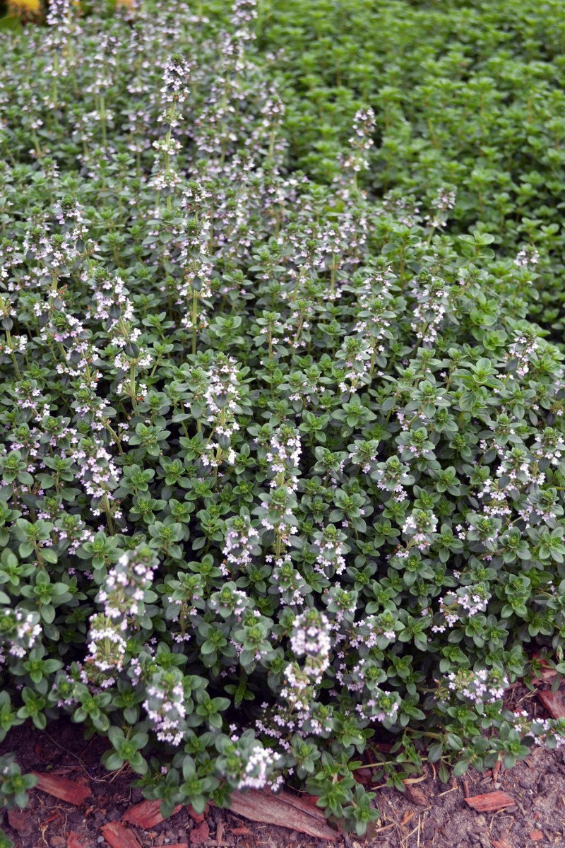 Thyme Lemon - Thymus x citriodorus