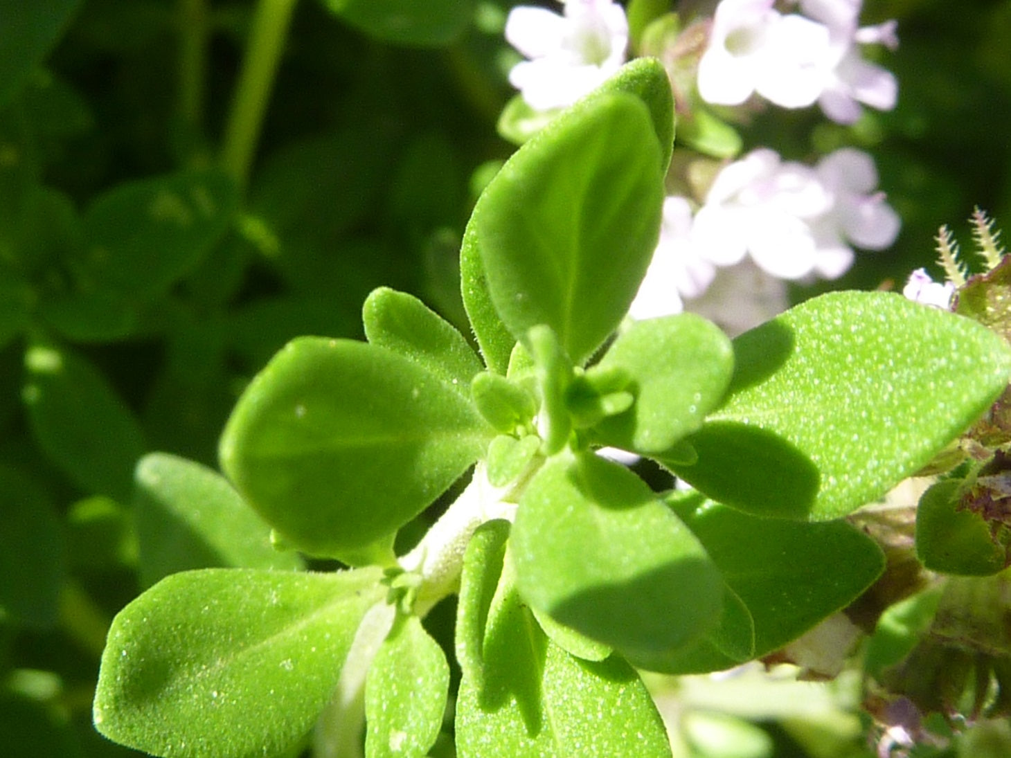 Thyme Lemon - Thymus x citriodorus