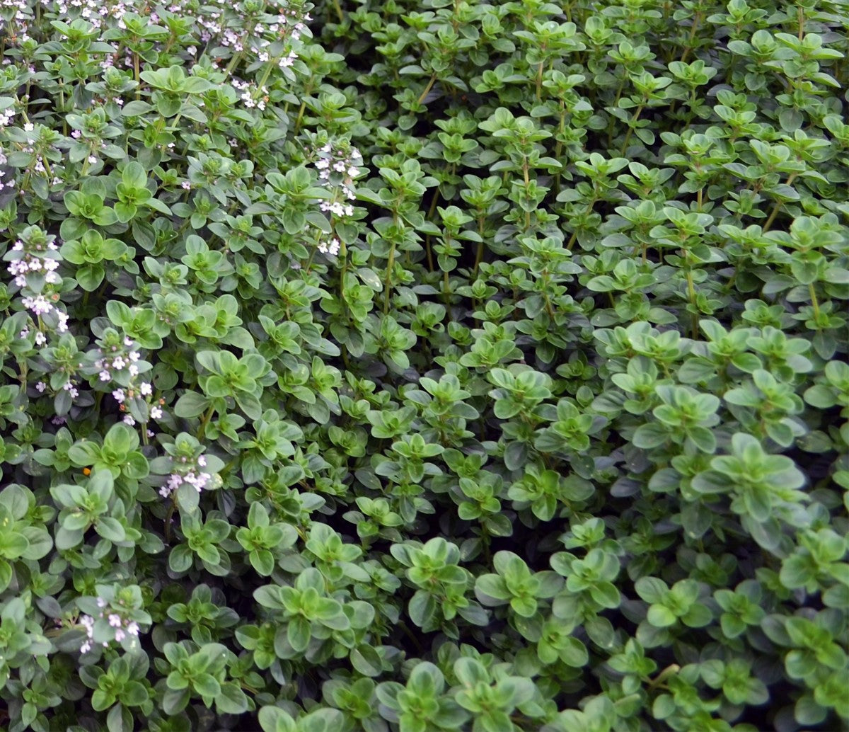 Thyme Lemon - Thymus x citriodorus
