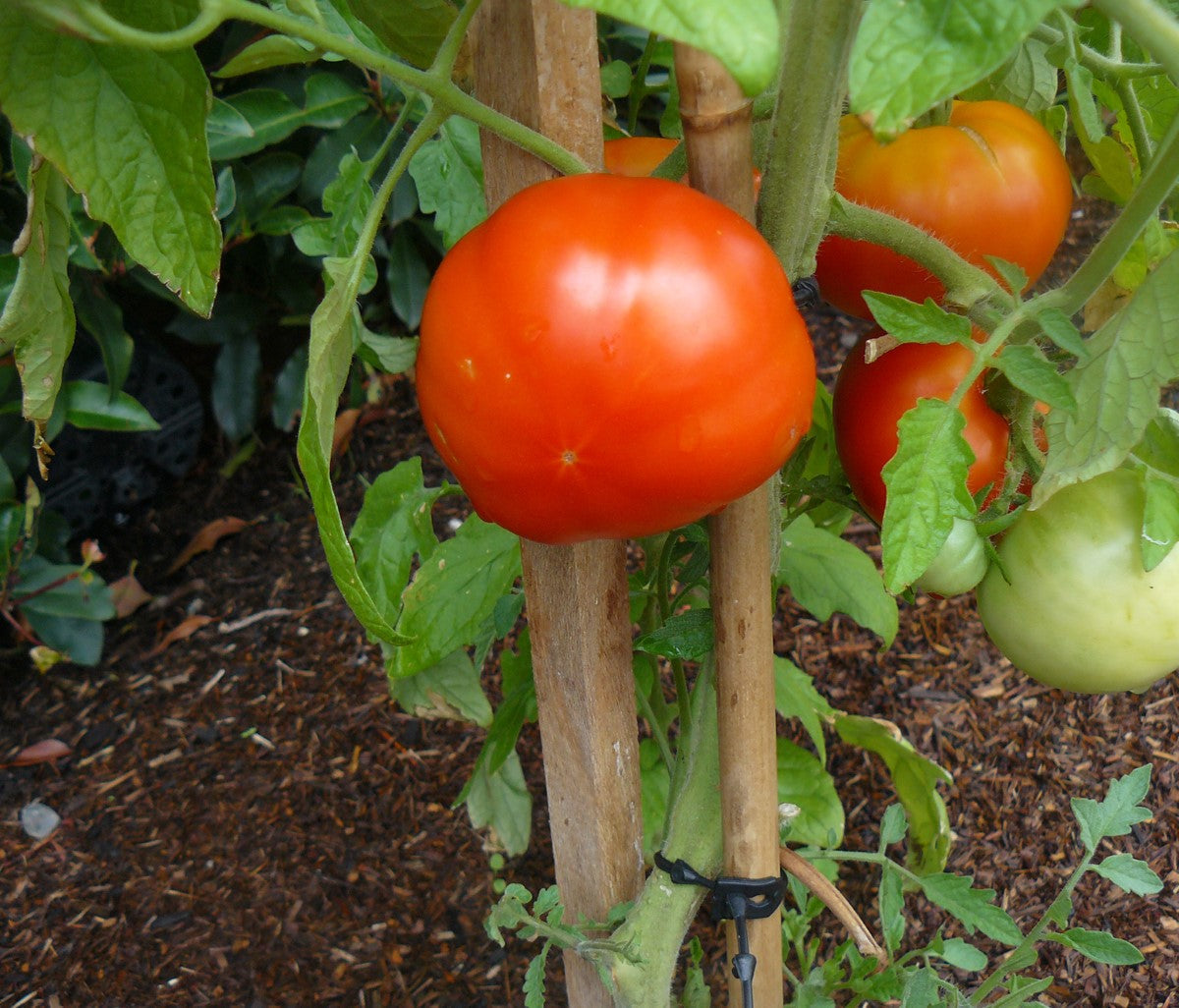 Tomato - BEEFSTEAK - Solanum lycopersicum