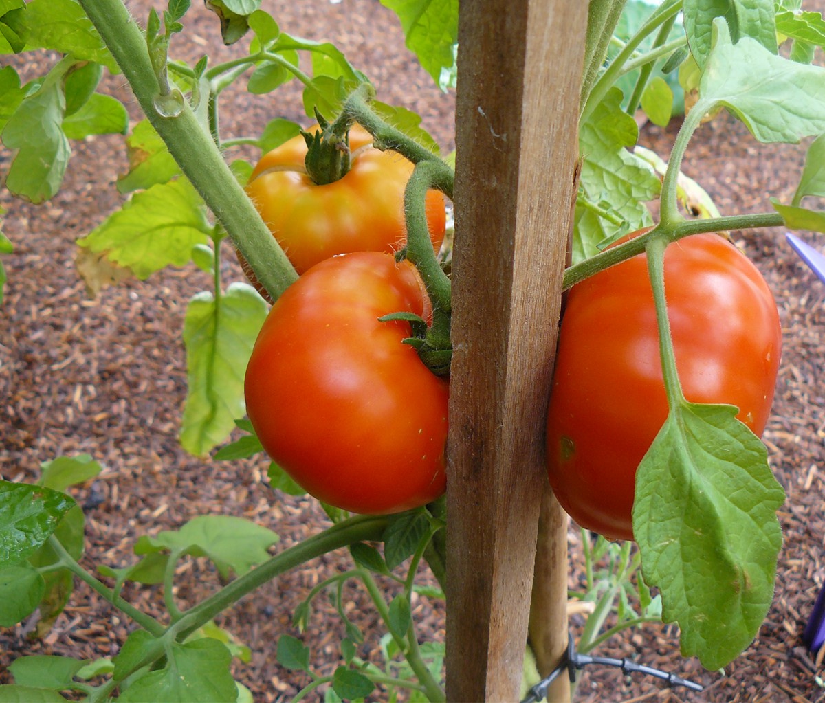 Tomato - BEEFSTEAK - Solanum lycopersicum
