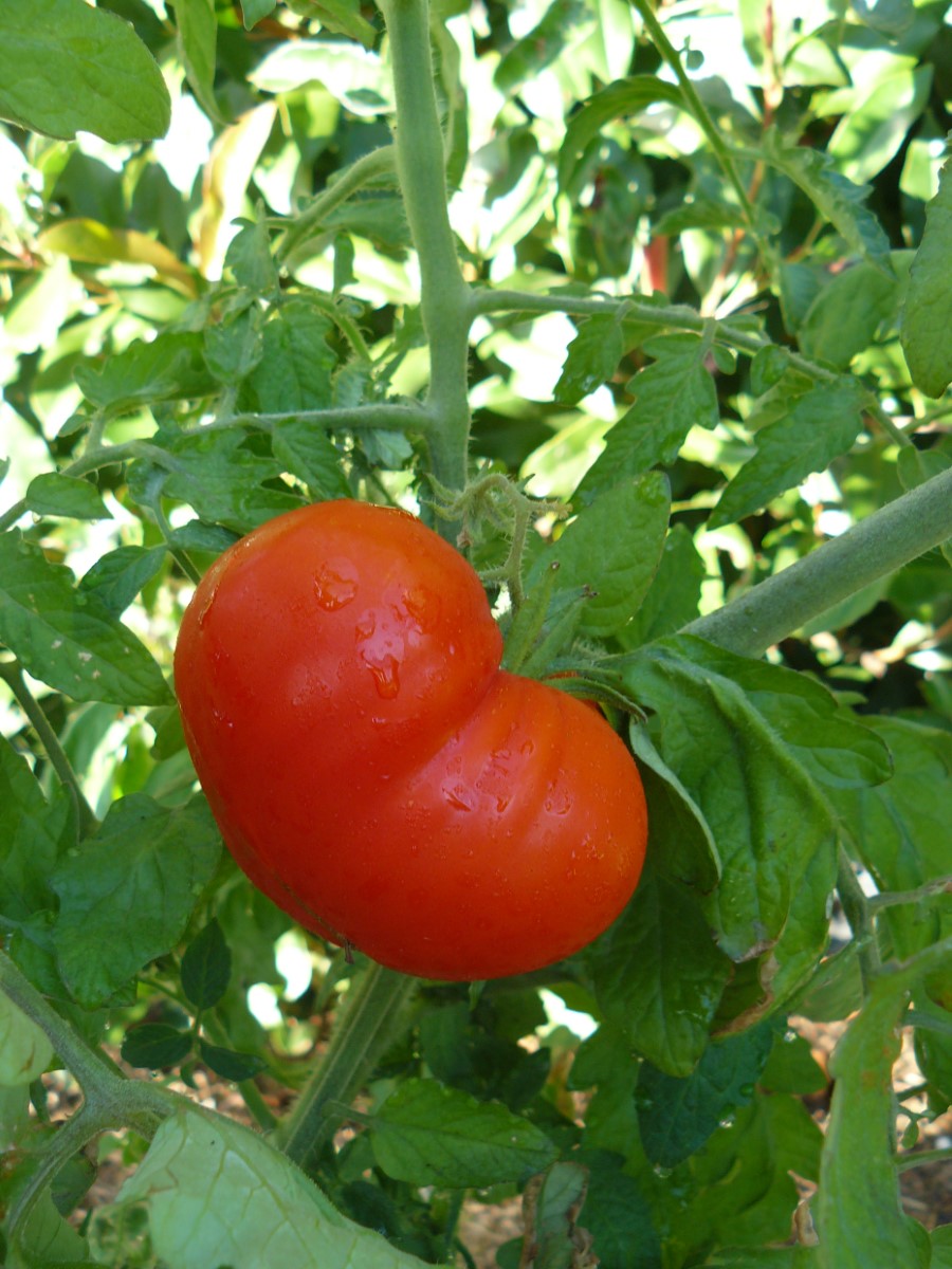 Tomato - BEEFSTEAK - Solanum lycopersicum