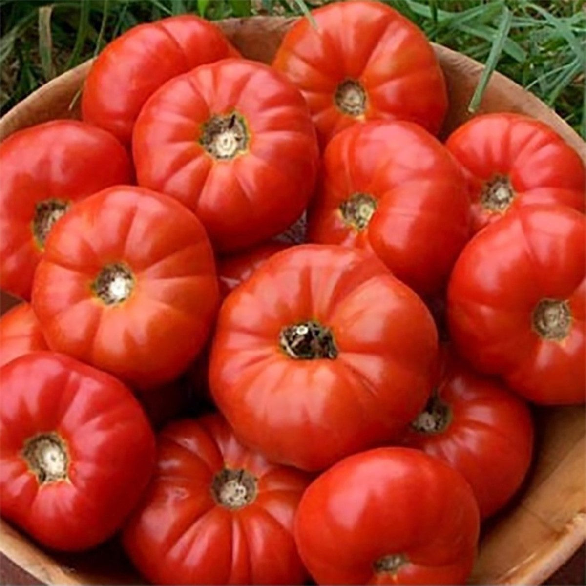 Tomato - BURNLEY BOUNTY - Solanum lycopersicum