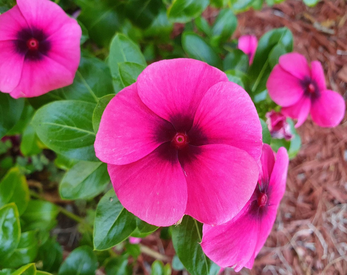 Vinca - TATTOO RASPBERRY - Catharanthus roseus Hanging Basket