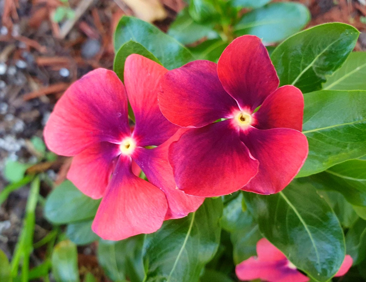 Vinca - TATTOO TANGERINE - Catharanthus roseus