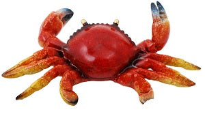 Crab Tropical