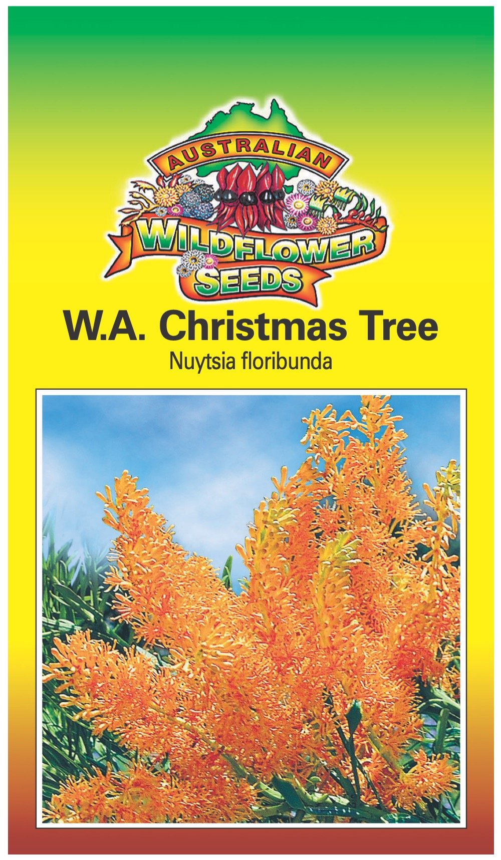 Seeds Nuytsia floribunda - Wa Christmas Tree